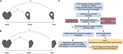 Comparative Transcriptome Analysis of the Regenerating Zebrafish Telencephalon Unravels a Resource With Key Pathways During Two Early Stages and Activation of Wnt/β-Catenin Signaling at the Early Wound Healing Stage